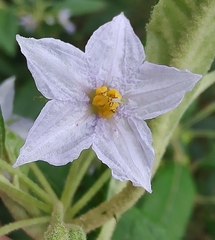 Solanum stelligerum