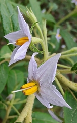 Solanum stelligerum