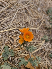 Sphaeralcea coulteri