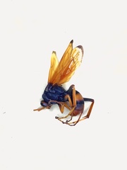 Cryptocheilus australis