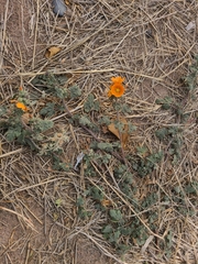 Sphaeralcea coulteri