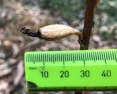 Gastrodia procera