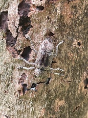Prosoplus bankii