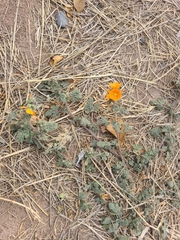 Sphaeralcea coulteri