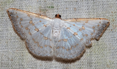 Leuciris