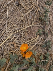 Sphaeralcea coulteri