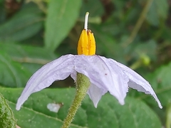 Solanum stelligerum