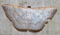 Leuciris