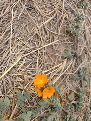 Sphaeralcea coulteri