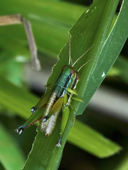 Caryanda spuria