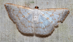 Leuciris