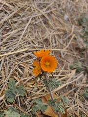 Sphaeralcea coulteri