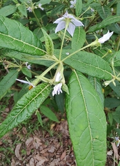 Solanum stelligerum