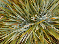 Aciphylla colensoi