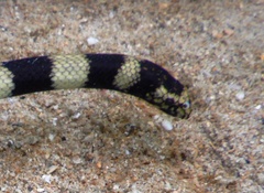 Hydrophis coggeri