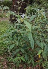 Solanum stelligerum