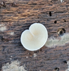 Clitopilus hobsonii