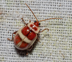 Asphaera discicollis