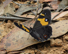 Tisiphone abeona albifascia