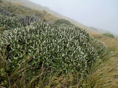 Macrolearia colensoi