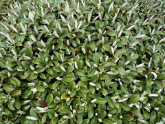 Macrolearia colensoi