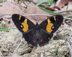 Tisiphone abeona albifascia