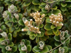 Brachyglottis bidwillii