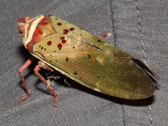 Copidocephala guttata