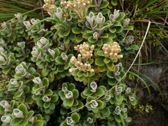 Brachyglottis bidwillii