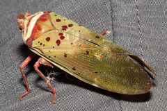 Copidocephala guttata
