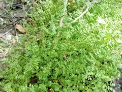 Chaerophyllum colensoi