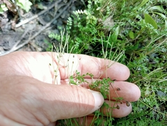 Chaerophyllum colensoi