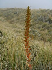 Aciphylla colensoi
