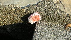 Pomacea canaliculata
