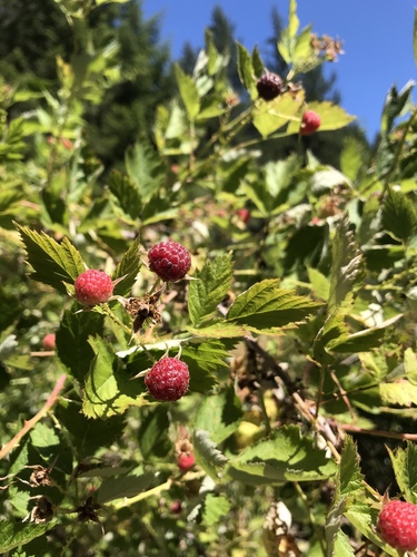 iNaturalist observation photo of whitebark raspberry