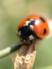 Coccinella septempunctata