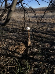 Battarrea phalloides