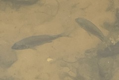 Acanthopagrus butcheri