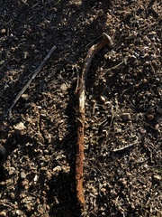 Battarrea phalloides