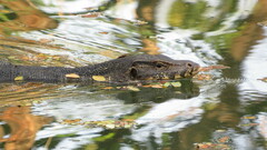 Varanus salvator macromaculatus
