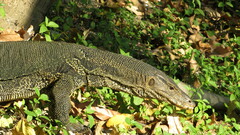 Varanus salvator macromaculatus