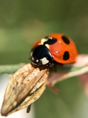 Coccinella septempunctata