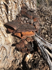 Inonotus munzii