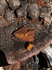 Inonotus munzii