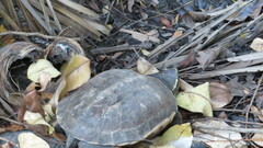 Malayemys macrocephala