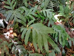 Blechnum colensoi