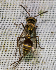 Metapolybia