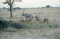 Oryx beisa beisa