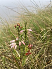Erica oatesii