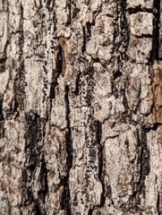 Rosellinia subiculata